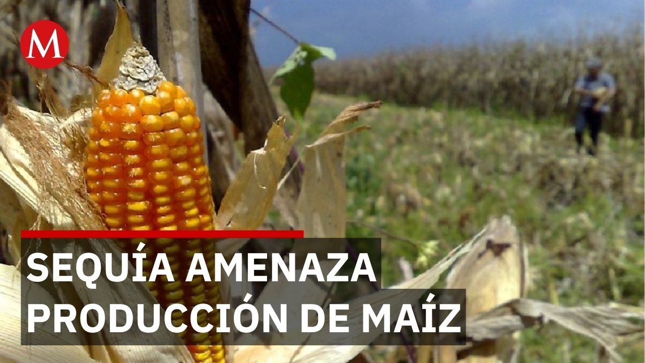 Sequía en Guerrero pone en riesgo miles de hectáreas de cultivo de maíz