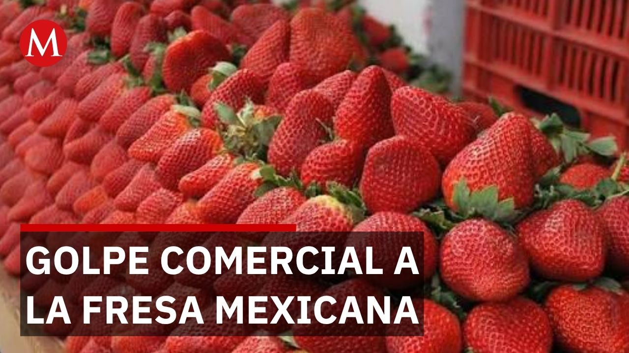Aranceles estadunidenses ponen en riesgo a 300 mil familias productoras de fresa