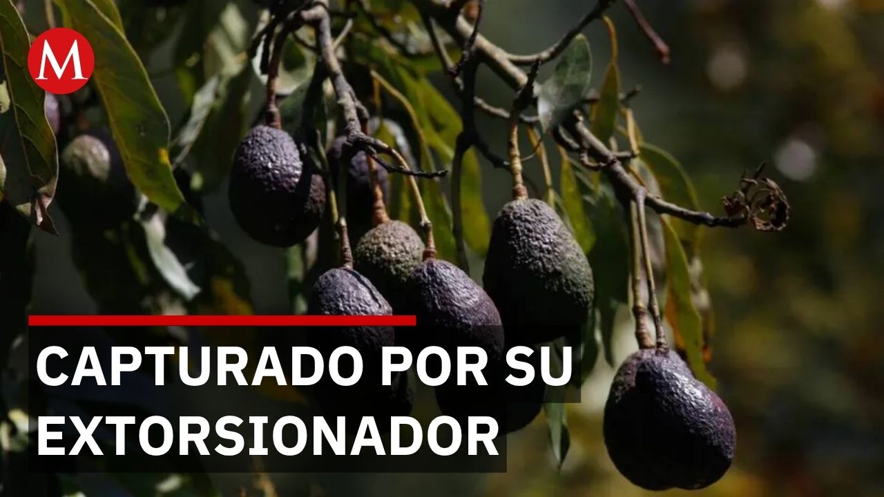 Capturan al 'Tío Lako' por extorsiones a aguacateros; otro detenido lo delató