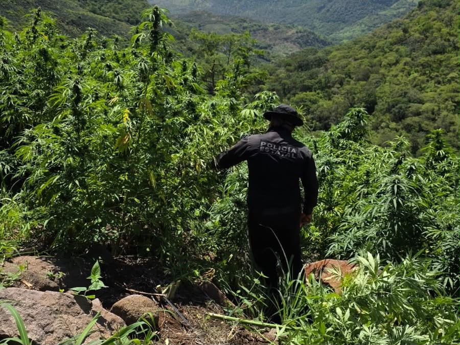 Destrucción de plantas de mariguana en Tequila. (Cortesía Secretaría de Seguridad Jalisco)