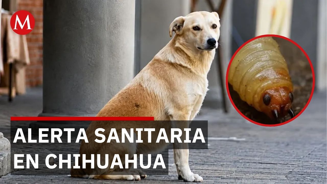 Gusano barrenador en perro de Samalayuca activa alerta sanitaria en Chihuahua