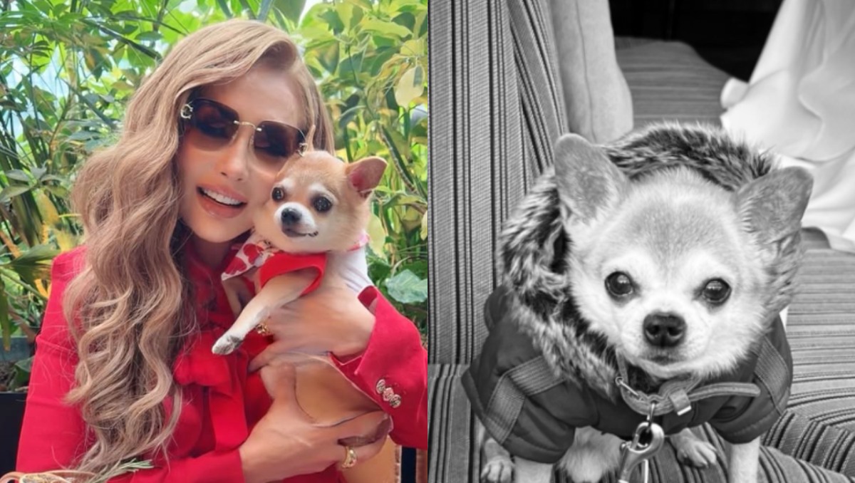 Paty Navidad enfrenta una dolorosa pérdida: muere Bruno, su perrito de 14 años: | Redes sociales