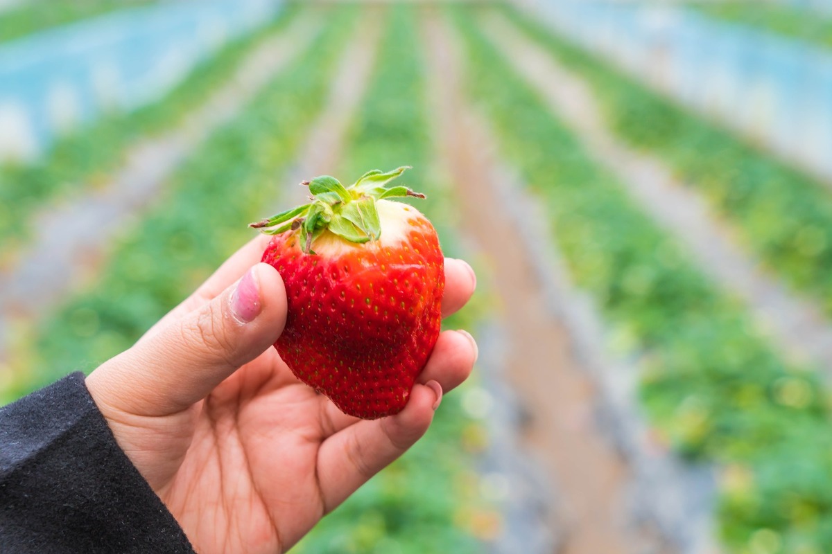 Se prevé un incremento en el precio de las fresas en ambos mercados. | Foto: Magnific