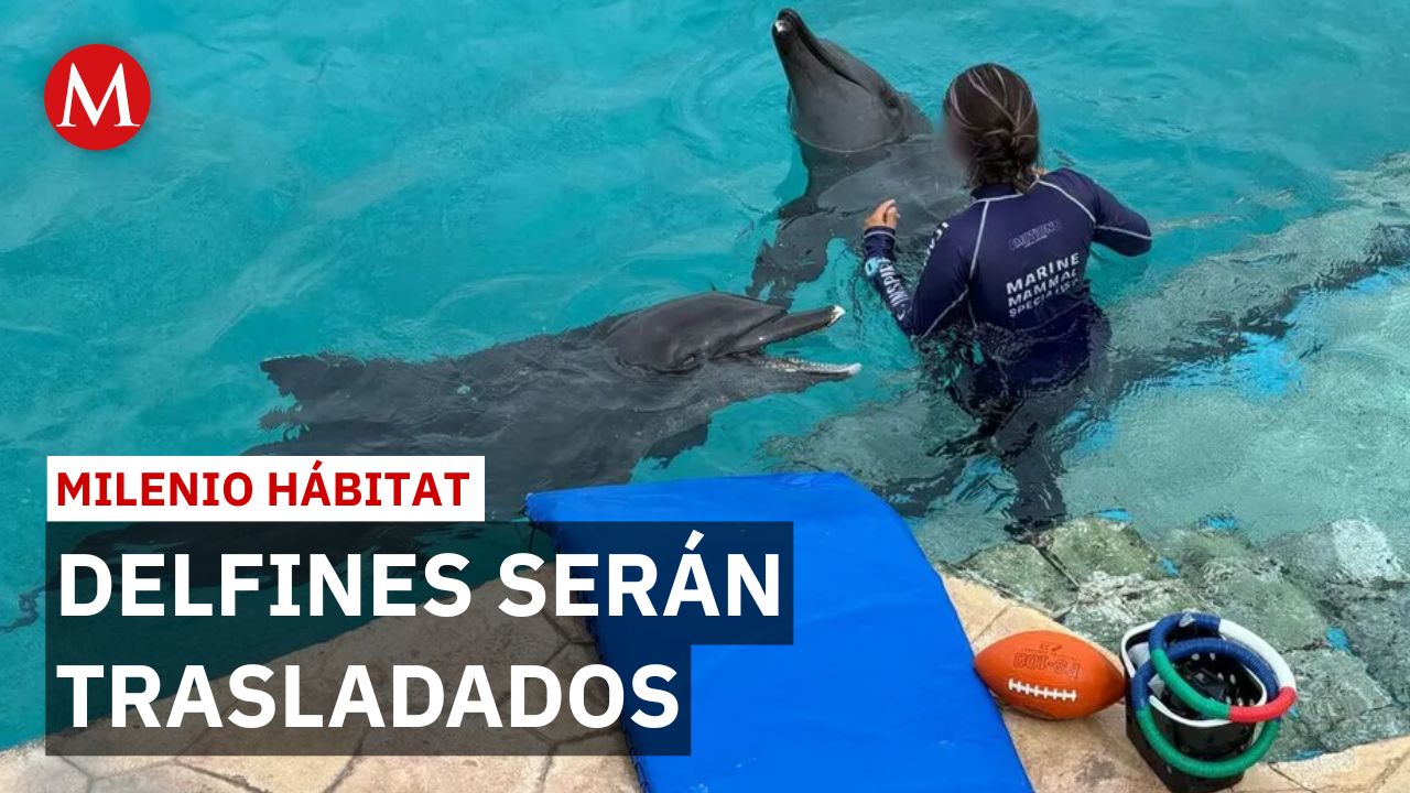 Profepa prepara traslado de nueve delfines tras clausura de delfinario en Cancún | Milenio Hábitat