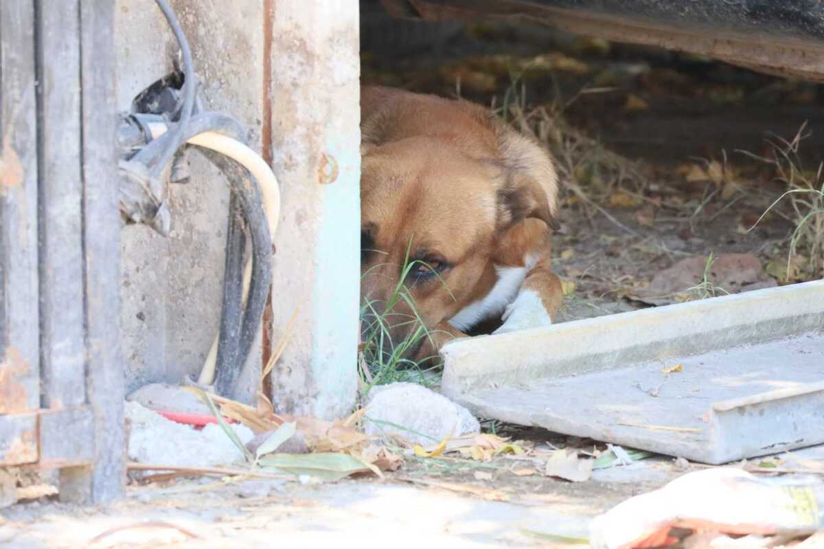 Sigue sin responsable el envenenamiento de 27 perros.| Verónica Rivera.