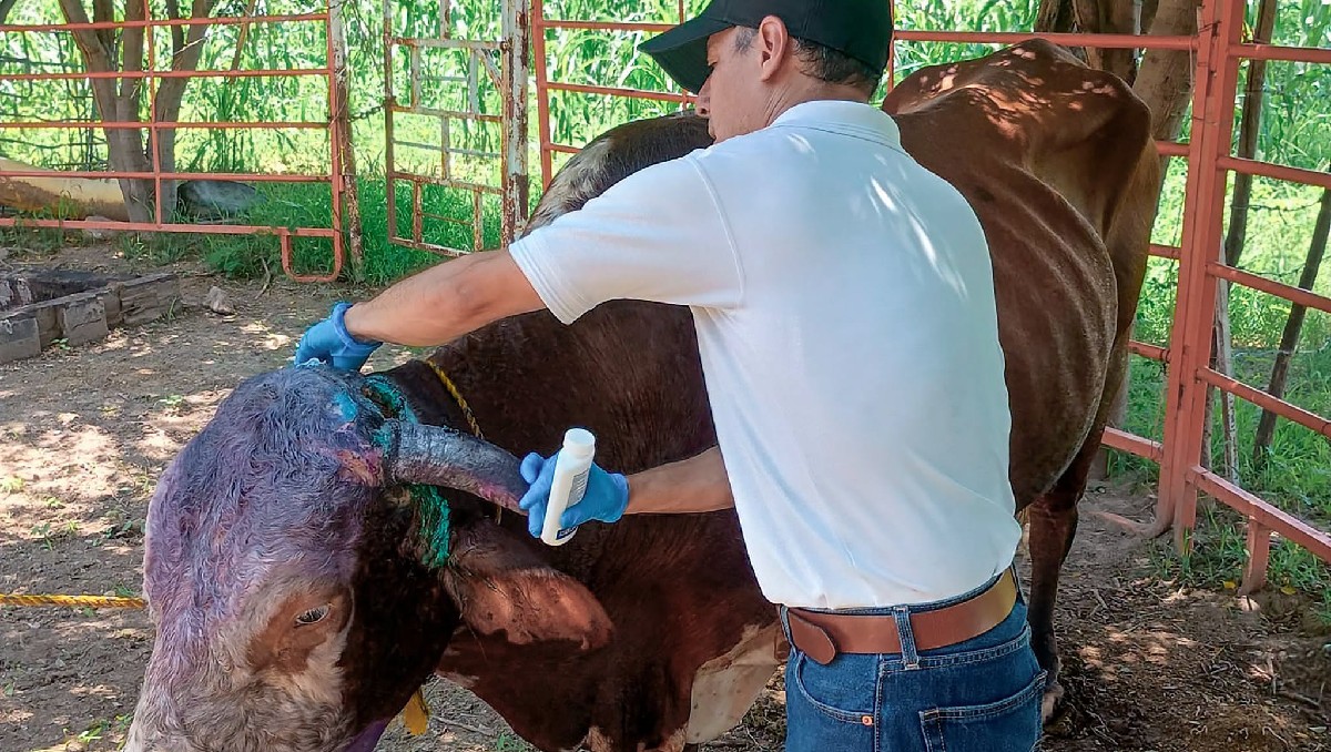 El caso se detectó en una hembra bovina. | Foto: Senasica