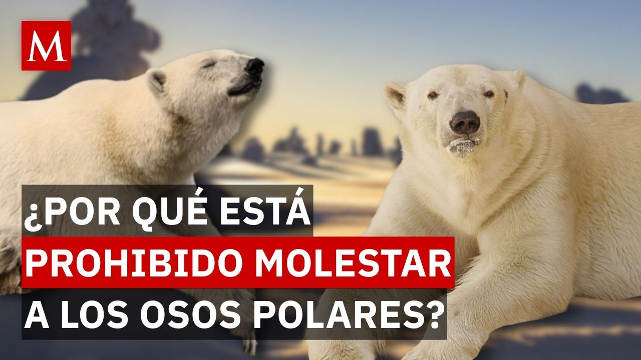 Multan a turista en Noruega por sonar sirena y despertar a un oso polar en Svalbard