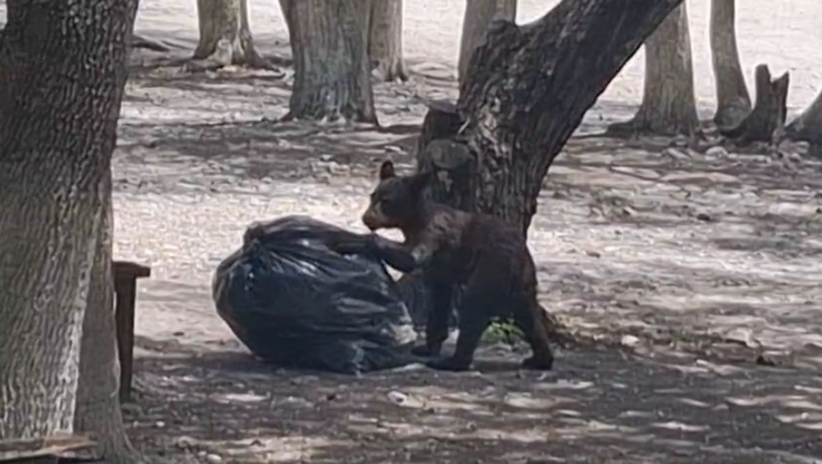 El osezno fue grabado mientras buscaba en una bolsa de basura comida. Especial
