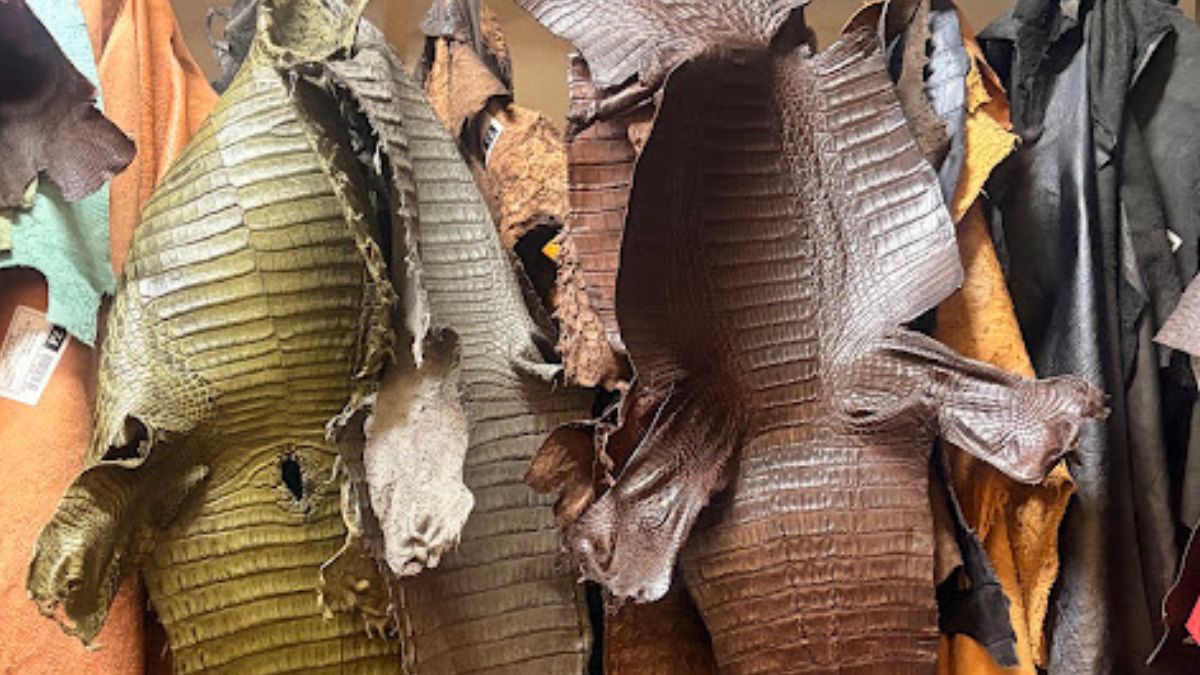 Las piel de cocodrilo se cotiza en un rango de mil 500 a cinco mil pesos por metro y pueden superar estas cifras. | Dany Béjar