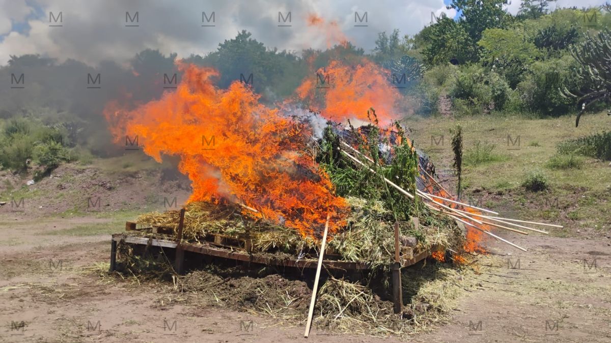 Más de 2 toneladas de cannabis fueron destruidas. | Juan Carlos Romero