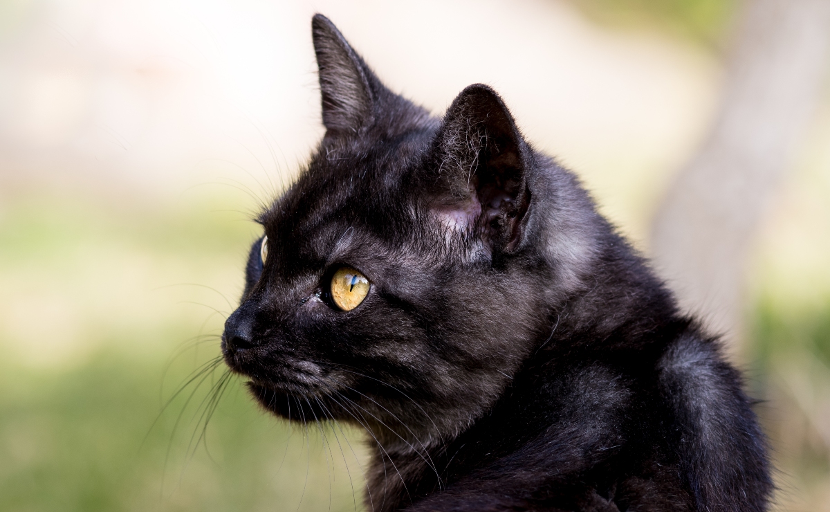 “Un gato negro callejero toma siempre la misma ruta, con la cola apuntando hacia el cielo…”. (Stock | Magnific)