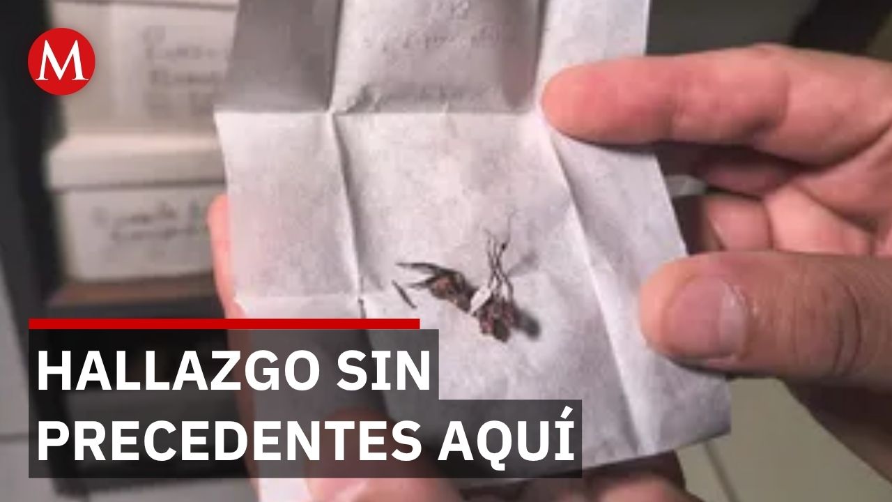 La Universidad de Guadalajara descubre 6 especies de hongos zombies en México
