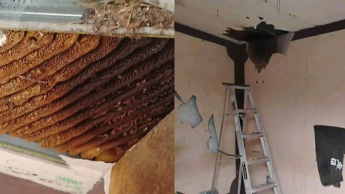 El panal estaba alojado dentro del techo de plafón de la vivienda.