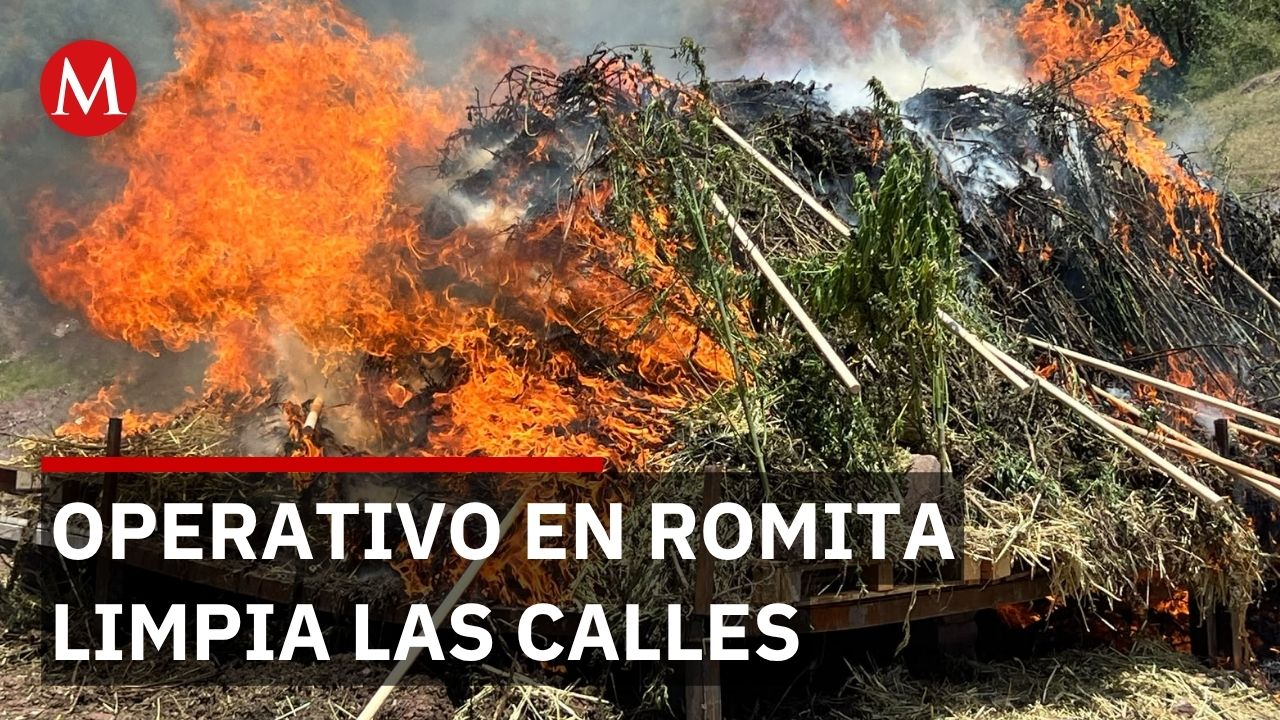 Fiscalía destruye 82 mil 616 dosis de mariguana en operativo inédito en Guanajuato