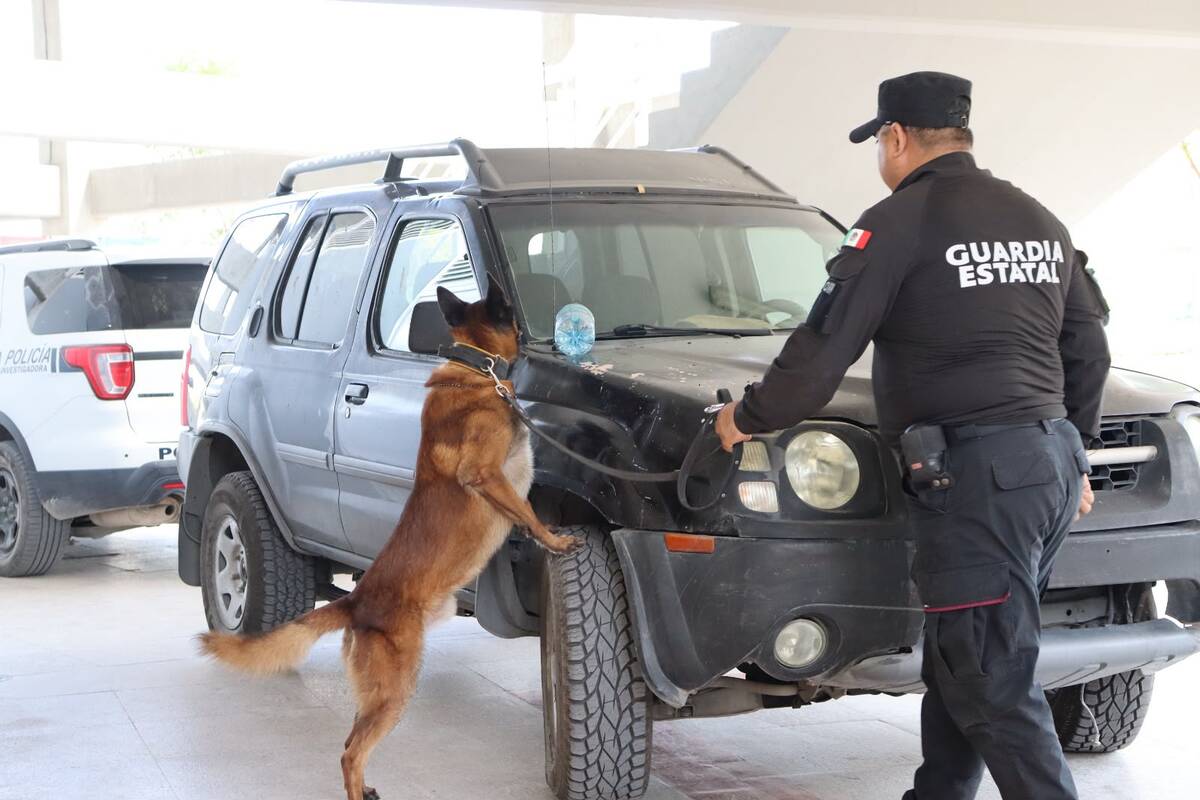 Kelda y Anubis, integrantes del Agrupamiento Canino de la Guardia Estatal, obtuvieron primero y segundo lugar durante su certificación.