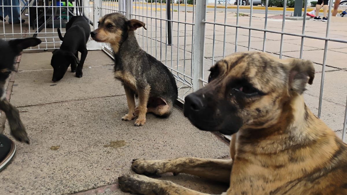 El Centro de Control y Bienestar Animal de León ha realizado cerca de 400 adopciones de mascotas en lo que va de 2026. | Juan Carlos Romero