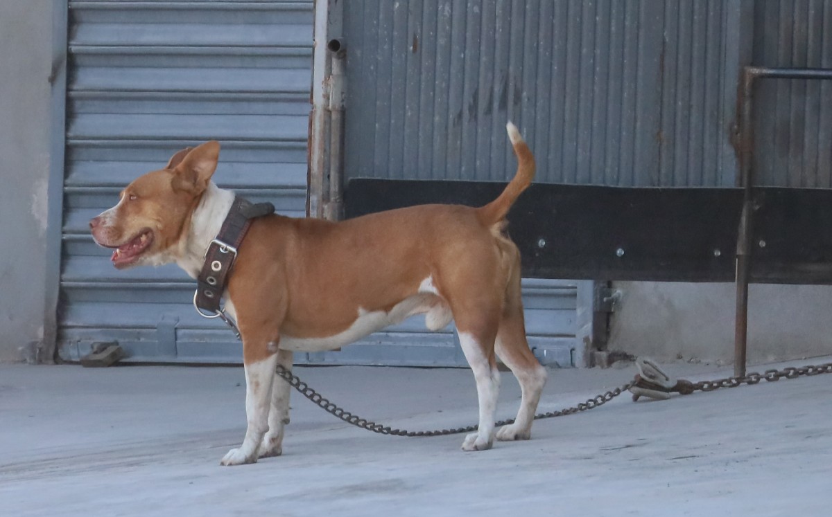 Maltrato animal en Torreón. | Foto: Verónica Rivera