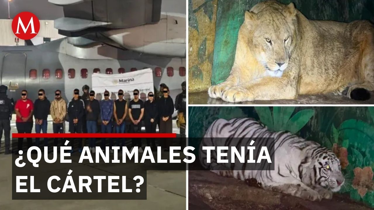 Cártel Jalisco Nueva Generación tenía tigres y panteras; aseguran 20 detenidos