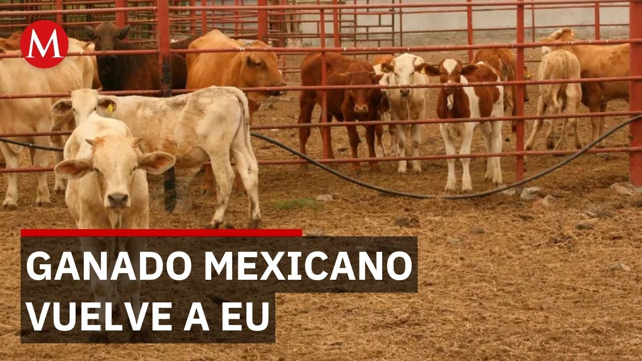 Frontera EU reabre paso a ganado mexicano tras 14 meses de cierre