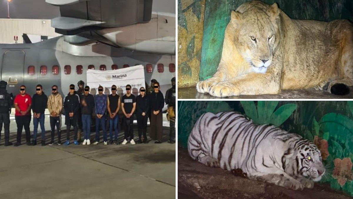 Fueron detenidas 20 ligadas al CJNG tras acciones simultáneas en Hidalgo, Jalisco y Michoacán.