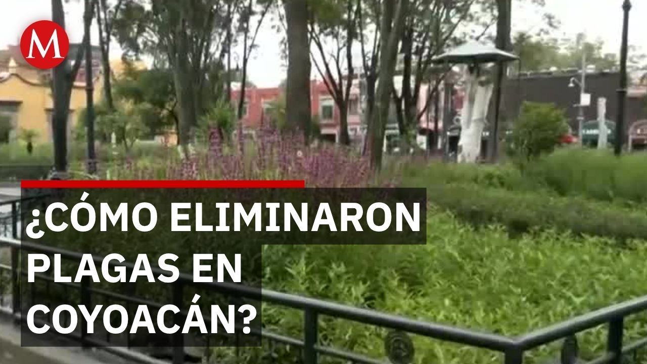 Coyoacán transforma jardines históricos en espacios para mariposas, colibríes y polinizadores