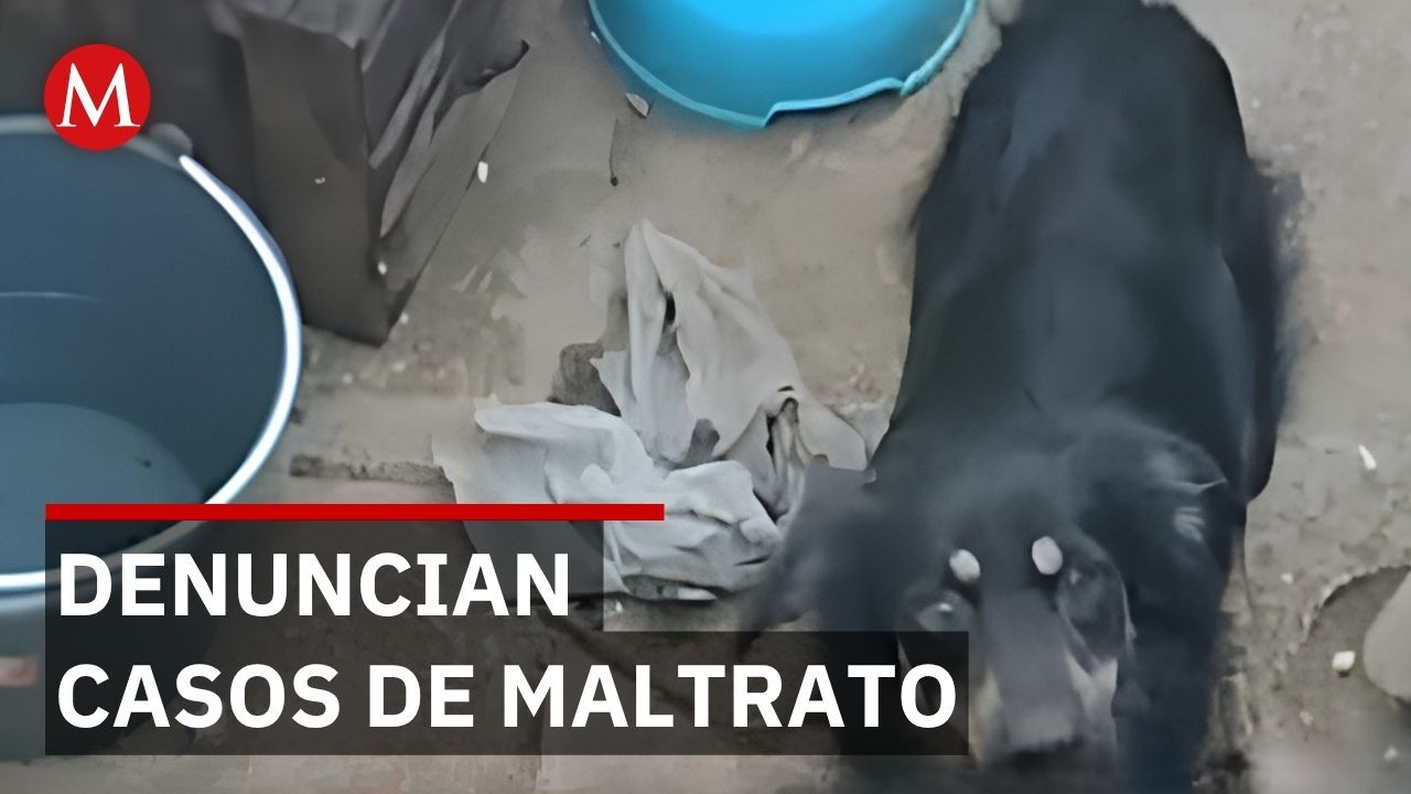 Denuncian maltrato animal en refugio de Coatzacoalcos por hacinamiento y canibalismo
