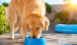 Horarios para alimentar a tu perrito durante la temporada de calor