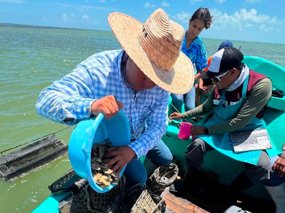 Personal técnico supervisó cuatro granjas dedicadas al cultivo de ostión en la zona de Higuerillas, al norte de la Laguna Madre.