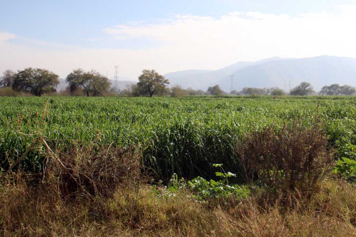 Cenecistas de Lerdo van por subsidios y programas para el campo.| Rolando Riestra.