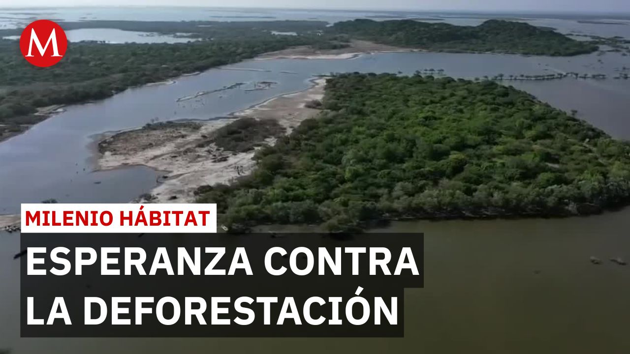 Comunidad lidera proyecto de reforestación en Oaxaca | Milenio Hábitat