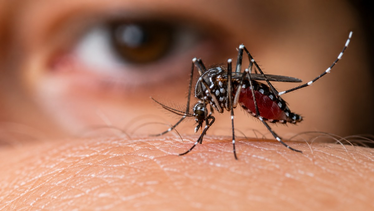 Día Internacional contra el Dengue: este es el momento de más alerta | IA DISCOVER