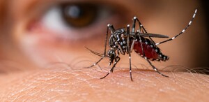 Día Internacional contra el Dengue: este es el momento de más alerta