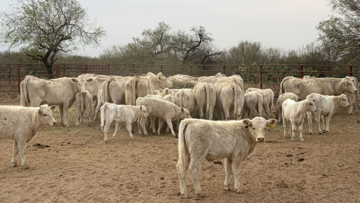 ¡Se llevaron 46 vacas Charolais! | Foto: Edgar Plata