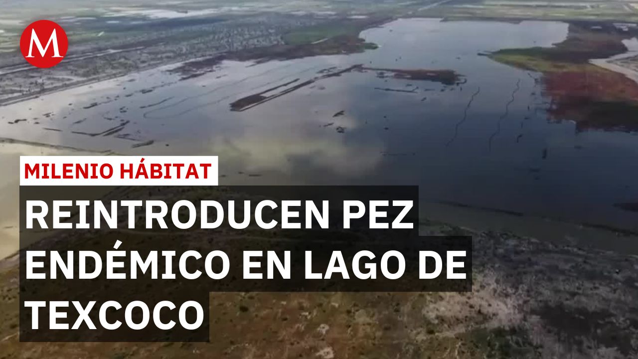 Logran reintroducir pez endémico en peligro de extinción al Lago de Texcoco | Milenio Hábitat