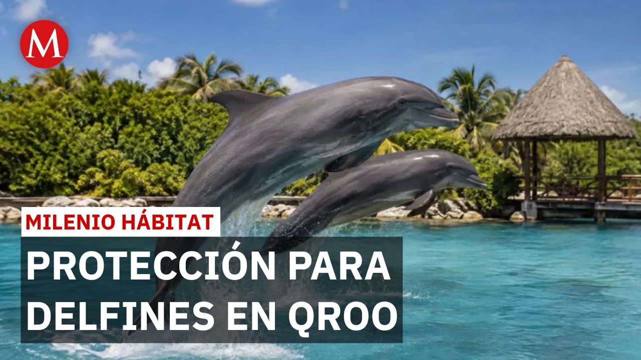 Quintana Roo recaudó 14.5 millones para delfines, pero aún no crea santuario | Milenio Hábitat