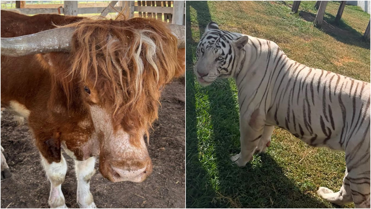 Los animales quedaron a disposición de la Profepa para su valoración y manejo especializado. | SSPC