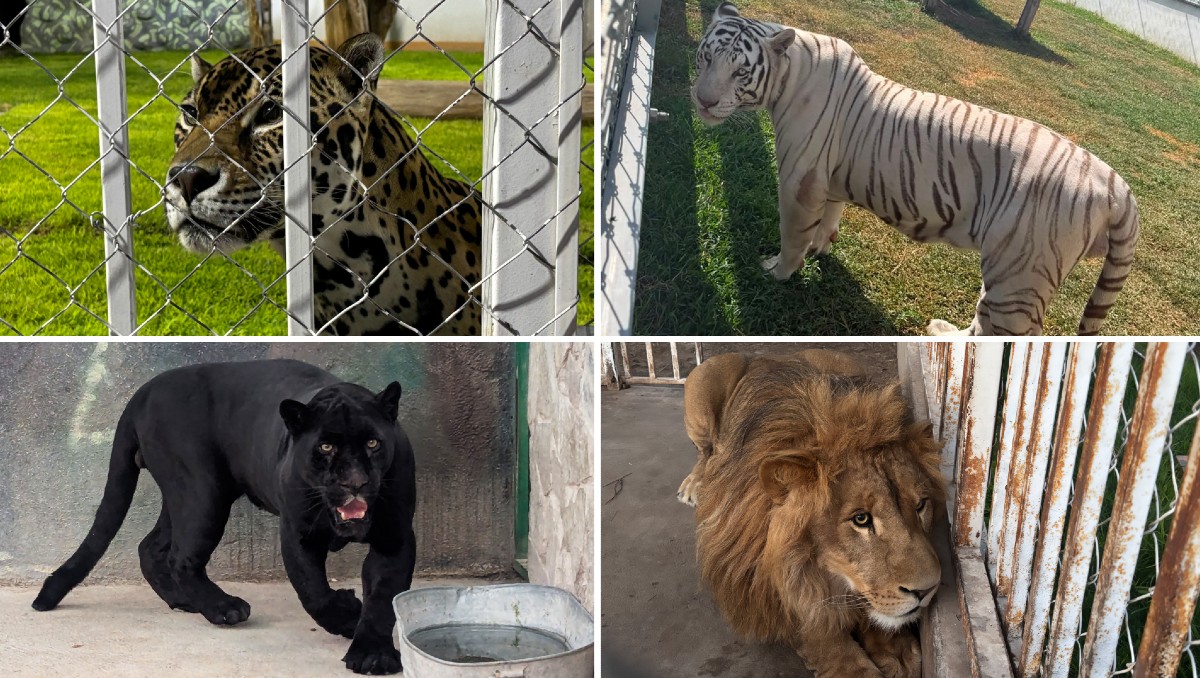 Autoridades han asegurado tigres y otros grandes felinos durante investigaciones contra el crimen organizado en 2026. | Foto: Especial