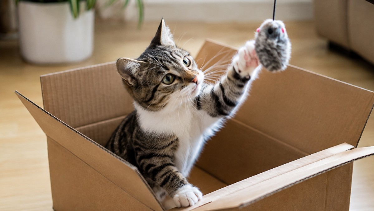¿Tus gatos se divierten en cajas? Esta es la razón | IA DISCOVER