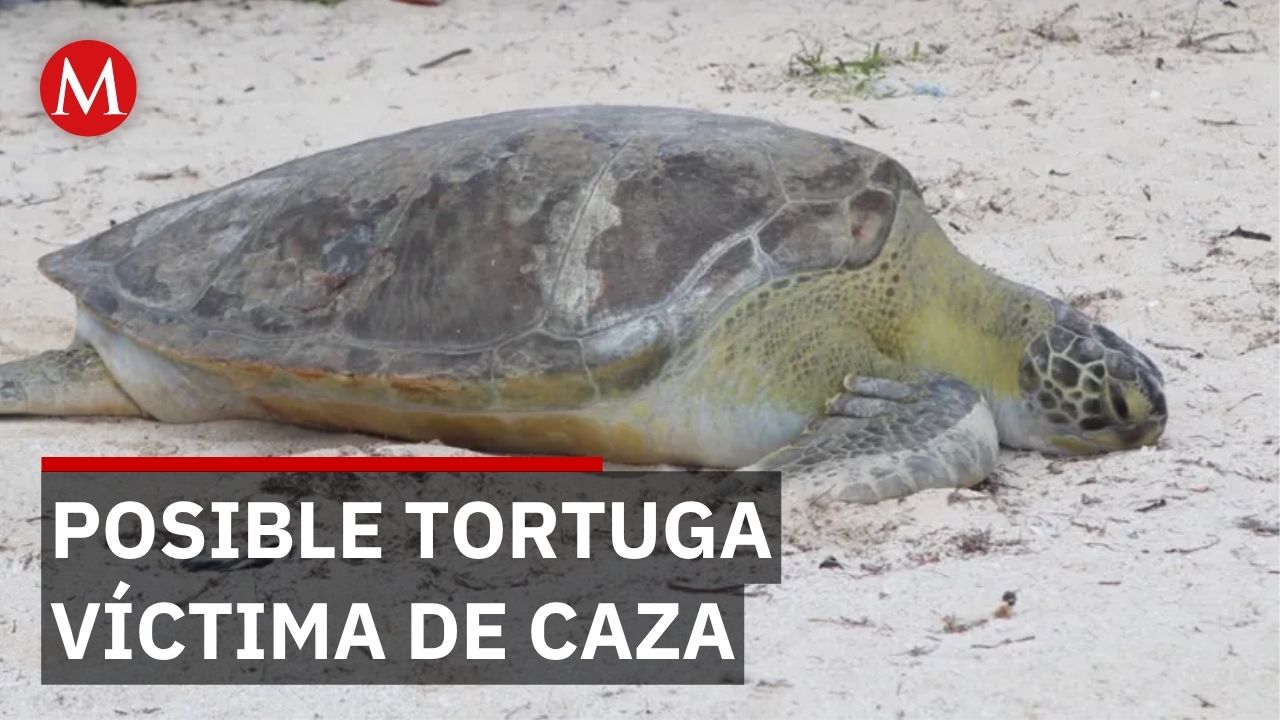 Hallan tortuga verde muerta en Veracruz con heridas que sugieren ataque intencional