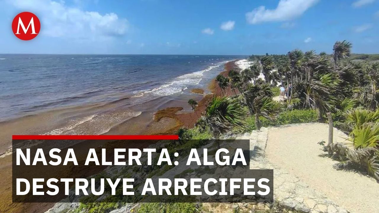 NASA alerta por sargazo récord en Caribe; turismo y arrecifes en riesgo