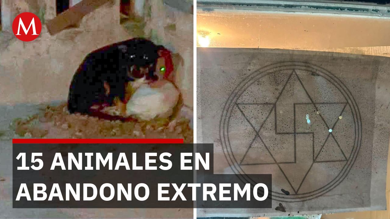 Rescatan 15 animales maltratados en Xalapa; estaban hacinados y abandonados