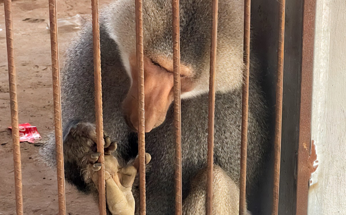 Un mandril entre los animales asegurados en Tamaulipas. | Profepa
