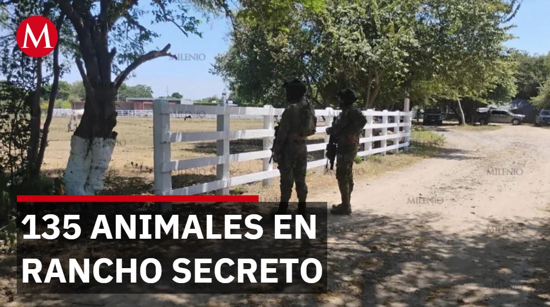 Aseguran 135 animales exóticos en rancho clandestino vigilado por un solo hombre