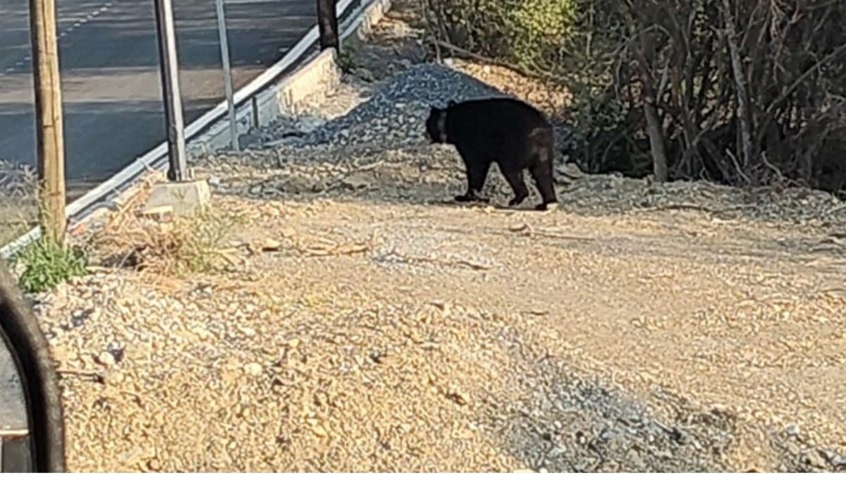Avistamiento de oso negro en la colonia Soria residencial en Monterrey | Foto: Gabriela Garza
