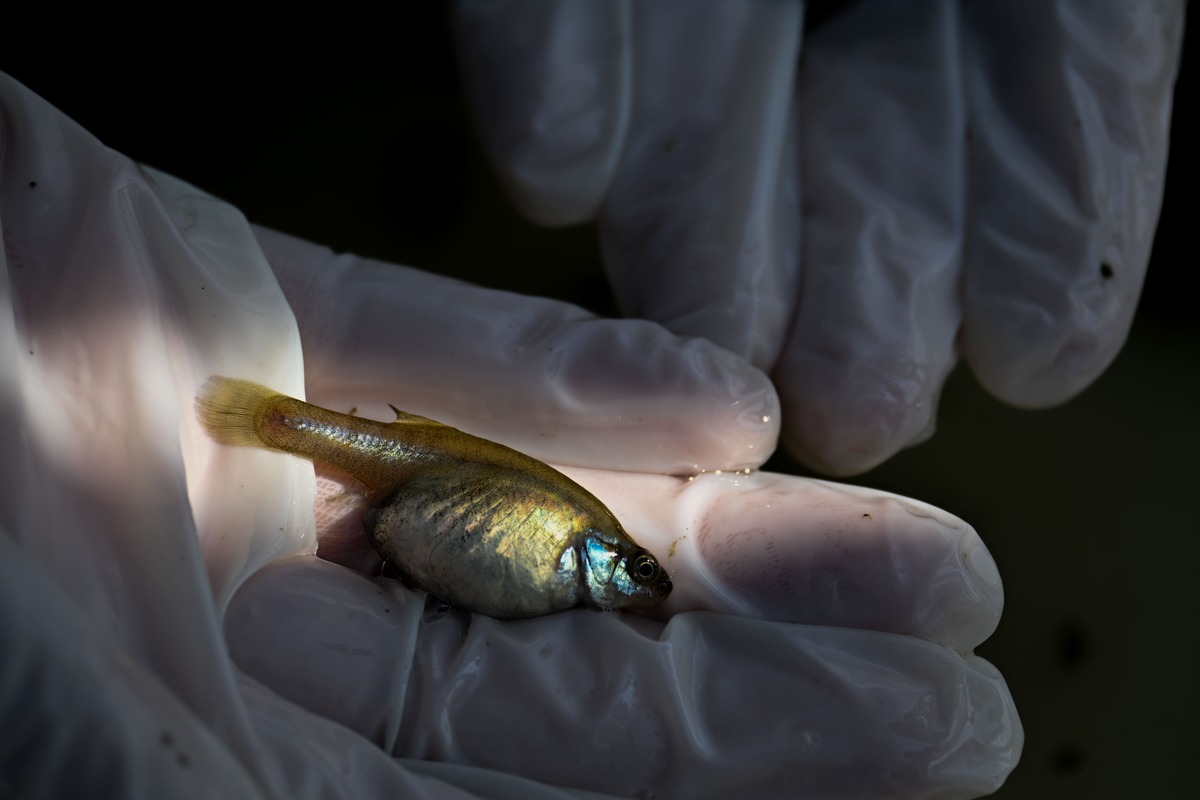 Conanp comenzó la reintroducción del pez vivíparo hace dos años. (Foto: Daniel Augusto)