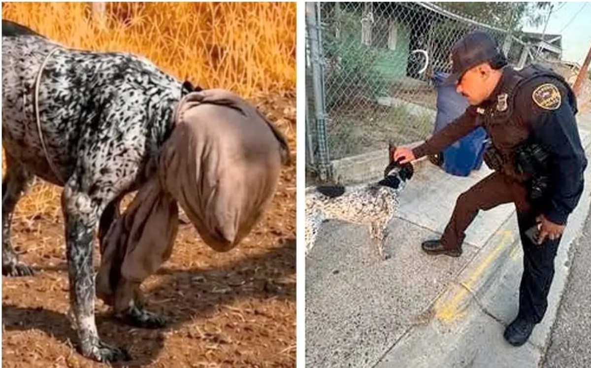 Así fue el cruel maltrato contra un perro que conmocionó a Laredo, Texas. | Foto: Redes sociales