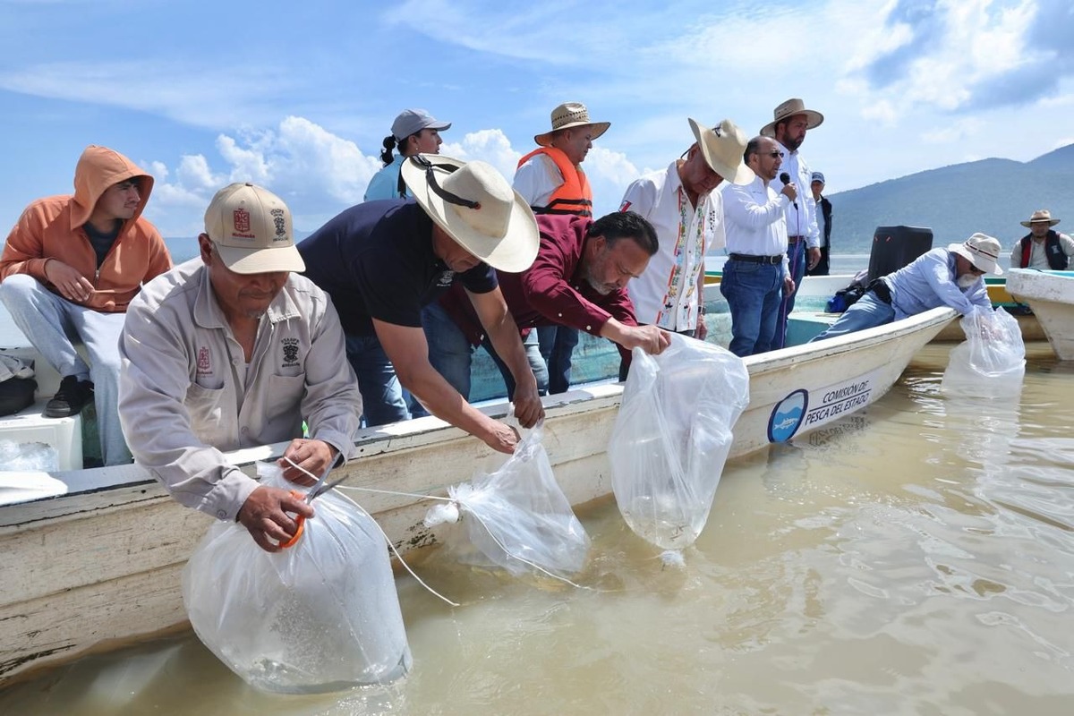 Michoacán supera las 400 mil crías de pez blanco liberadas en el lago de Pátzcuaro. | Especial