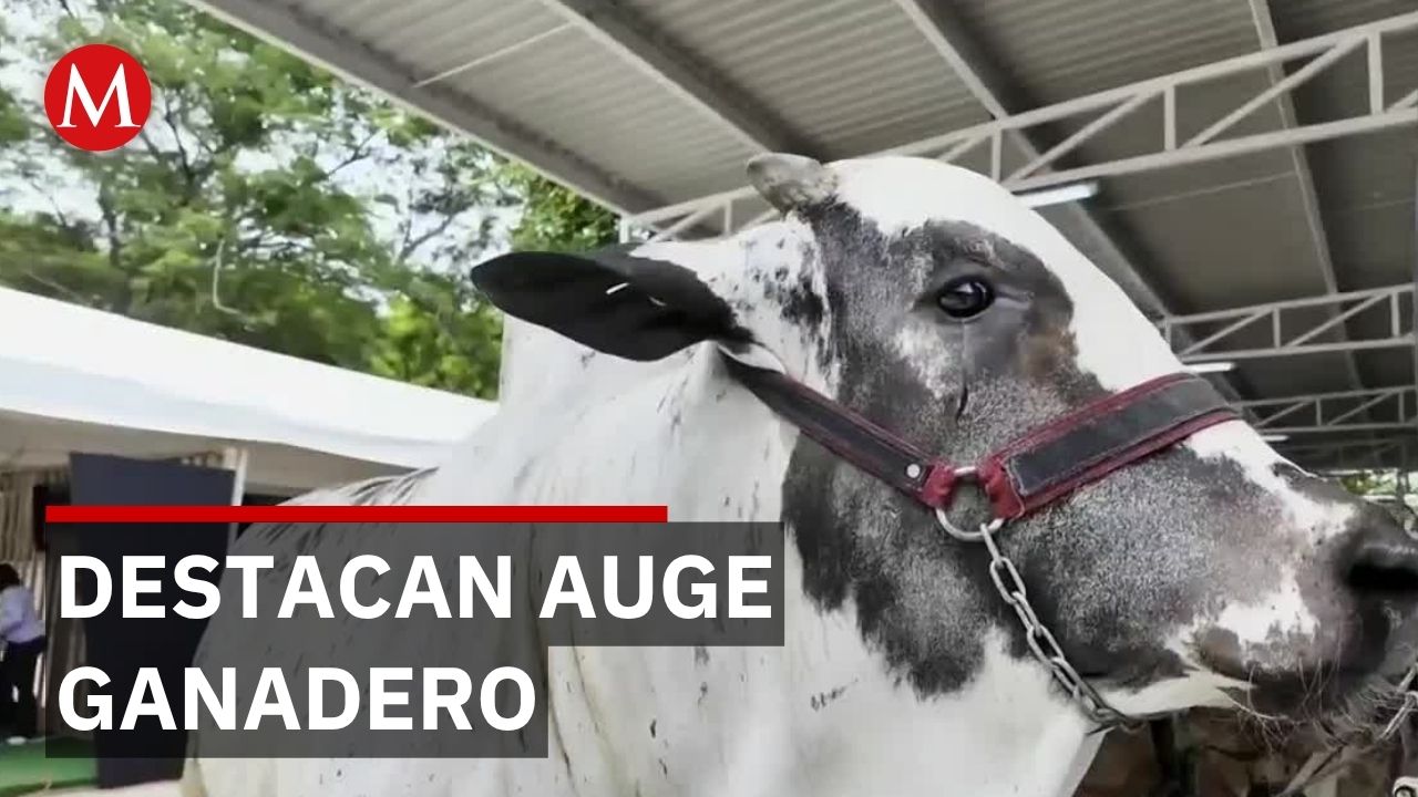 Muestra de CEBÚ en Villahermosa genera esperanza entre pequeños productores ganaderos
