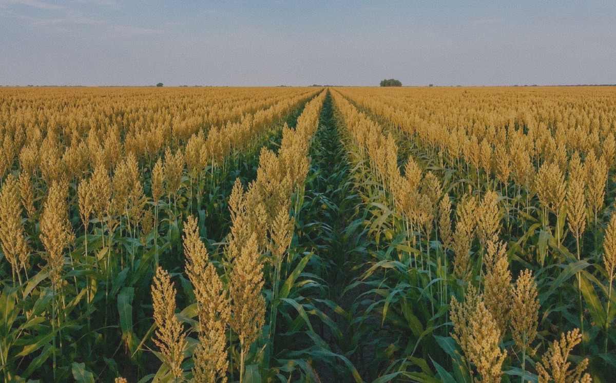 La falta de lluvias ha afectado a productores.| ARCHIVO