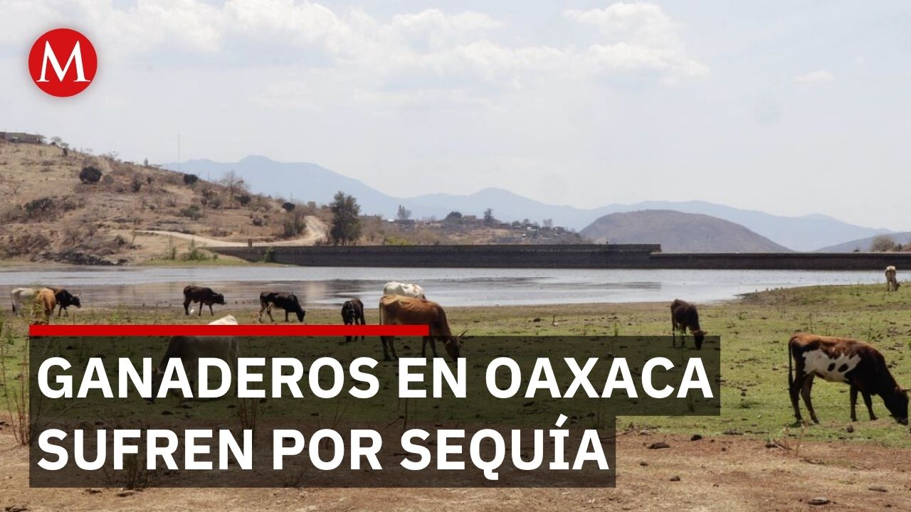 Sequía en Oaxaca dispara precios de carne, queso y leche en mercado